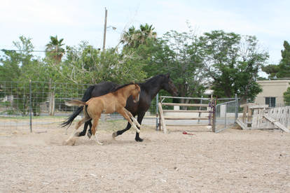 Mare and Foal 4