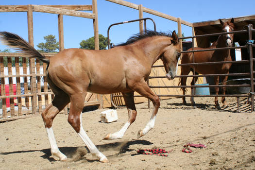 Foal 36