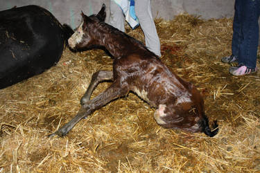 Foal 37