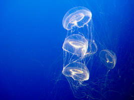 Jellyfish