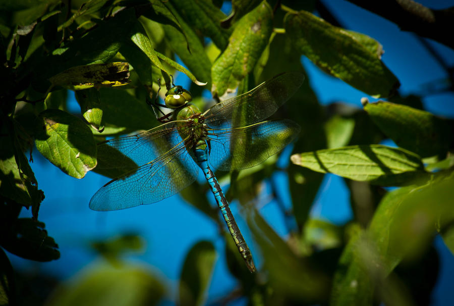 Dragonfly