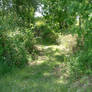 Enchanted Garden Path 3