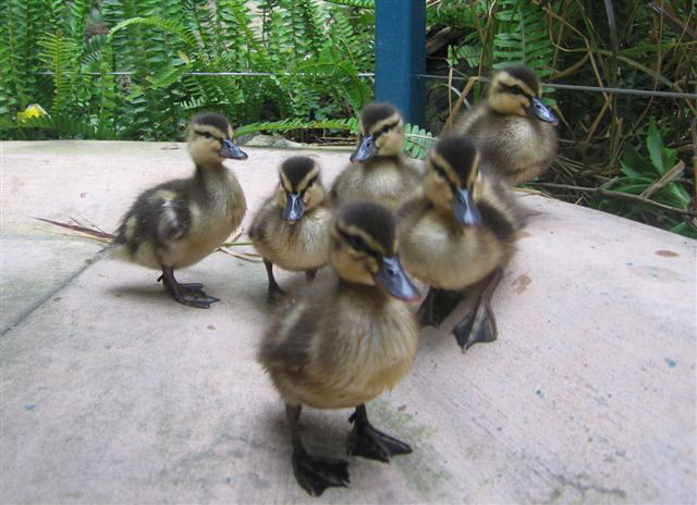 Ducklings