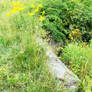 Goldenrod and Granite