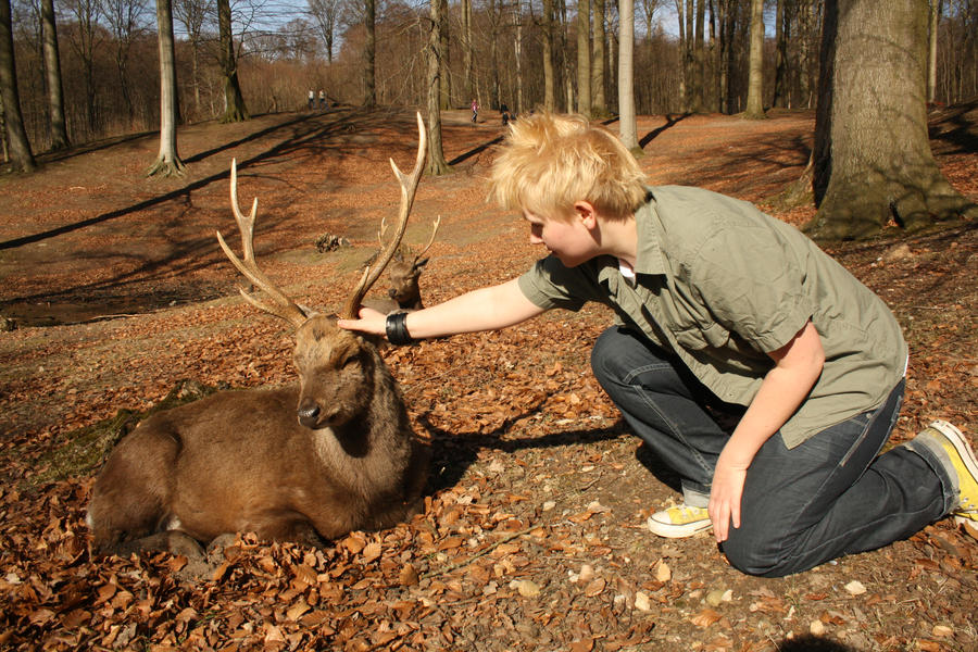 sika deer by Shell-wolter sika deer by Shell-wolter