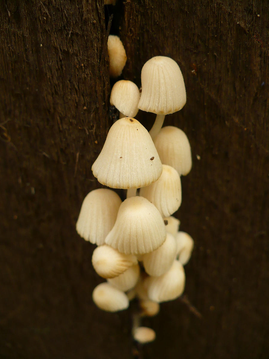 Fungi_Babies