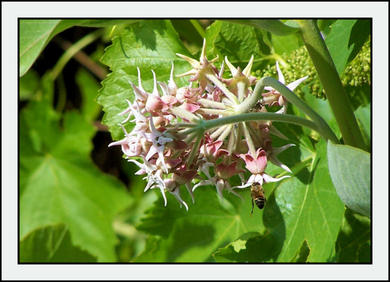 Flower, Bee and Spider