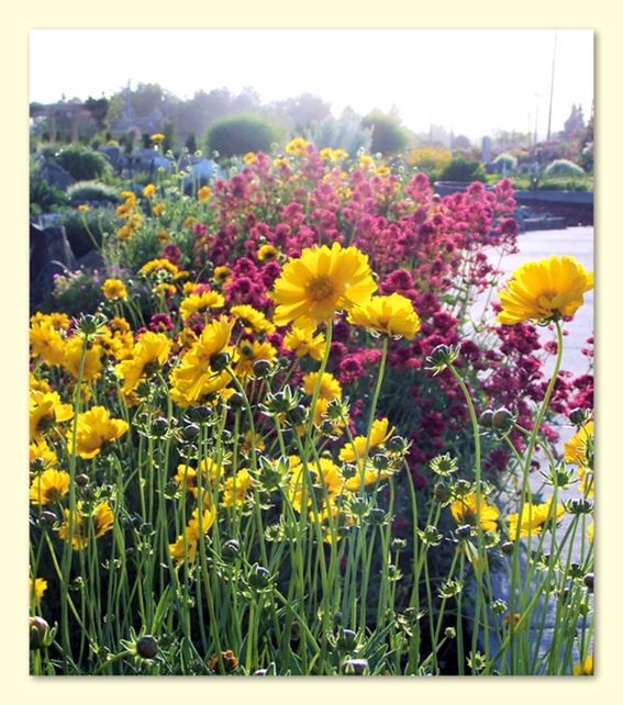 Bright Flowers