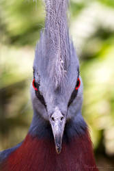 Southern Crowned Pigeon