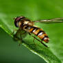 Hover Fly on a leaf