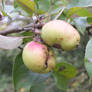 Crab Apples 2