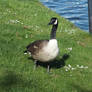 Canada Goose 2