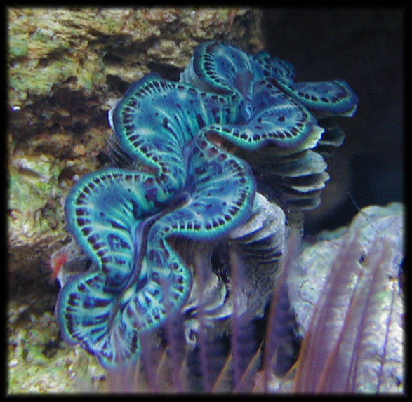 Tridacnid maxima clam