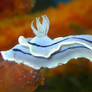 Unknown Nudibranch 01