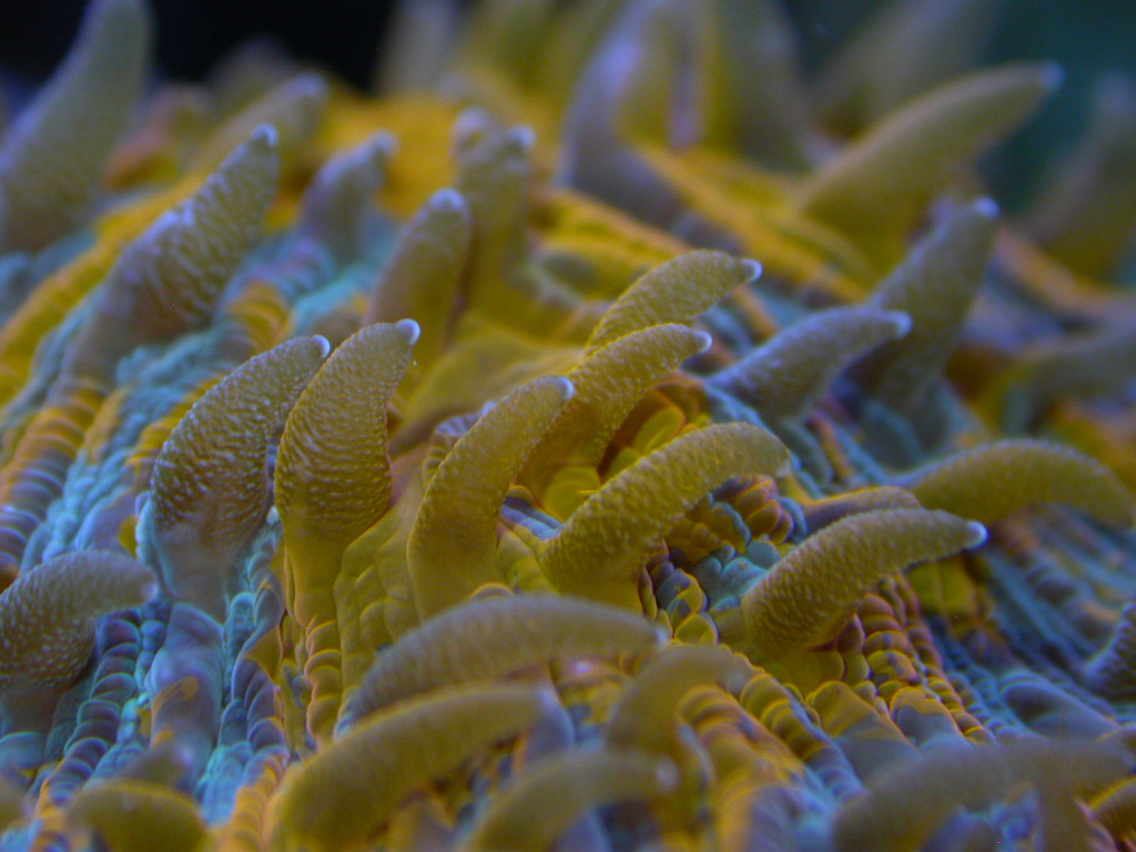 Plate Coral - Fungia spp. 01