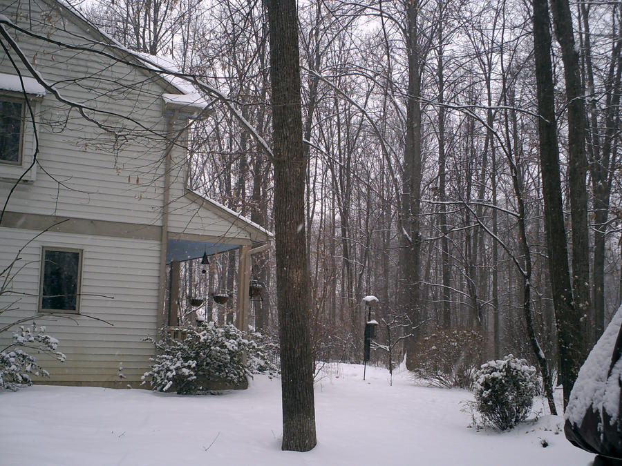 Snowy Forest Home