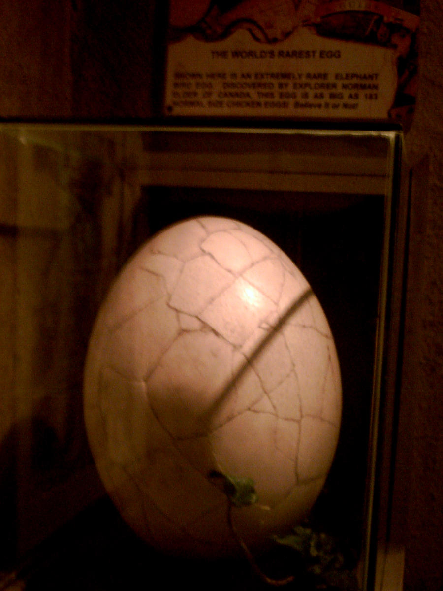 Elephant Bird egg