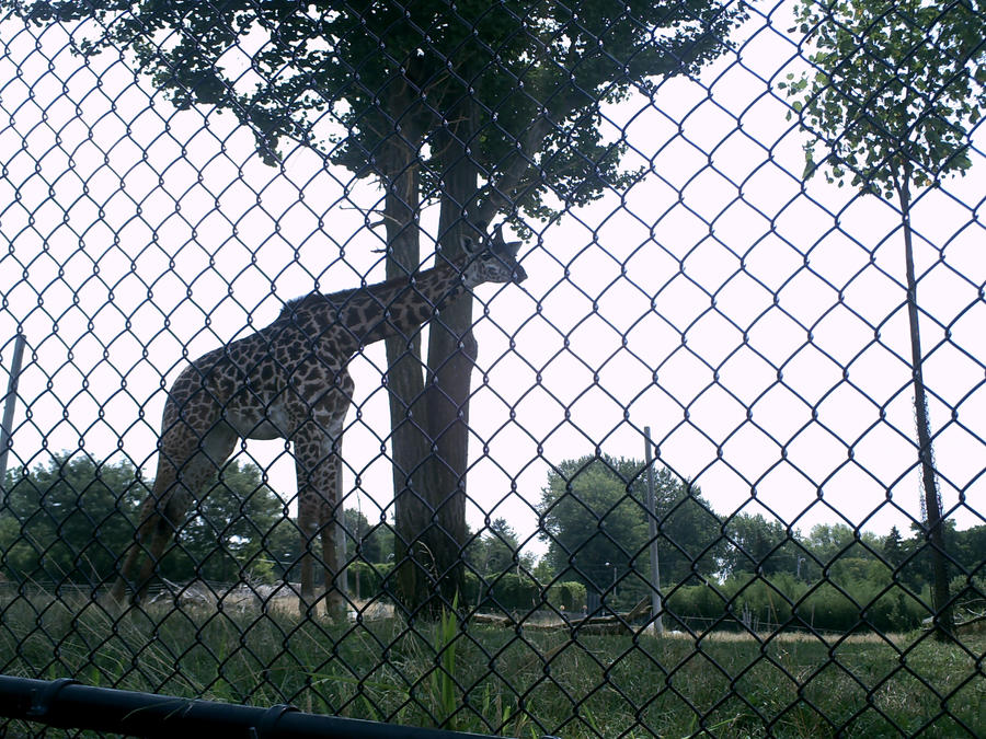 Baby Giraffe