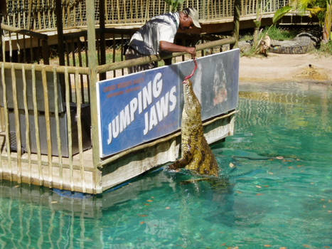 Danger Acrobatics Crocodiles