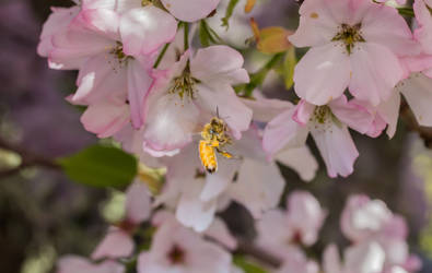 Bee on the attack after flash went off