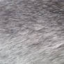 Dog Hair Texture