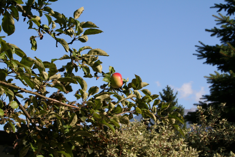 Lustrous Apple