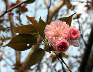 Pink Flowers