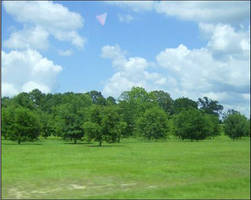 Roadside Greenery