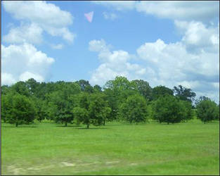 Roadside Greenery