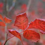 Red Leaves