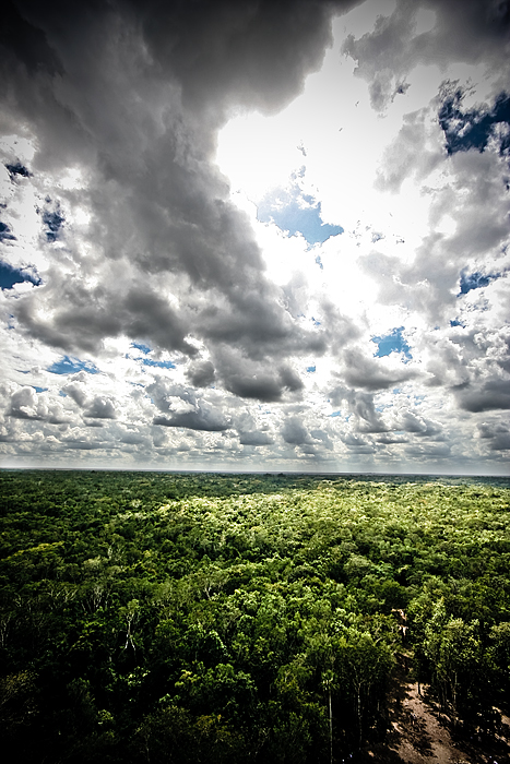 Mexico Jungle