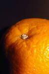 Orange by simonleppanen