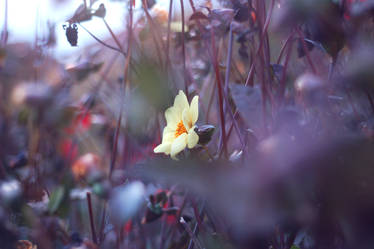 Autumn flower