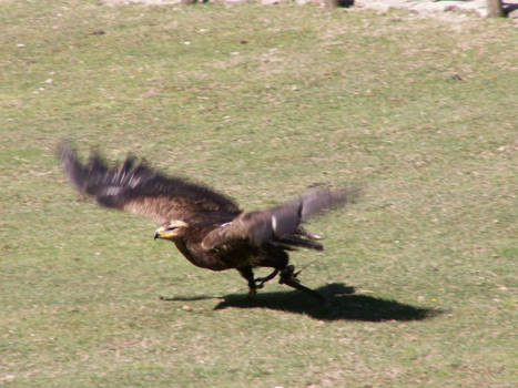 eagle_1