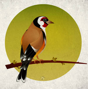 Goldfinch