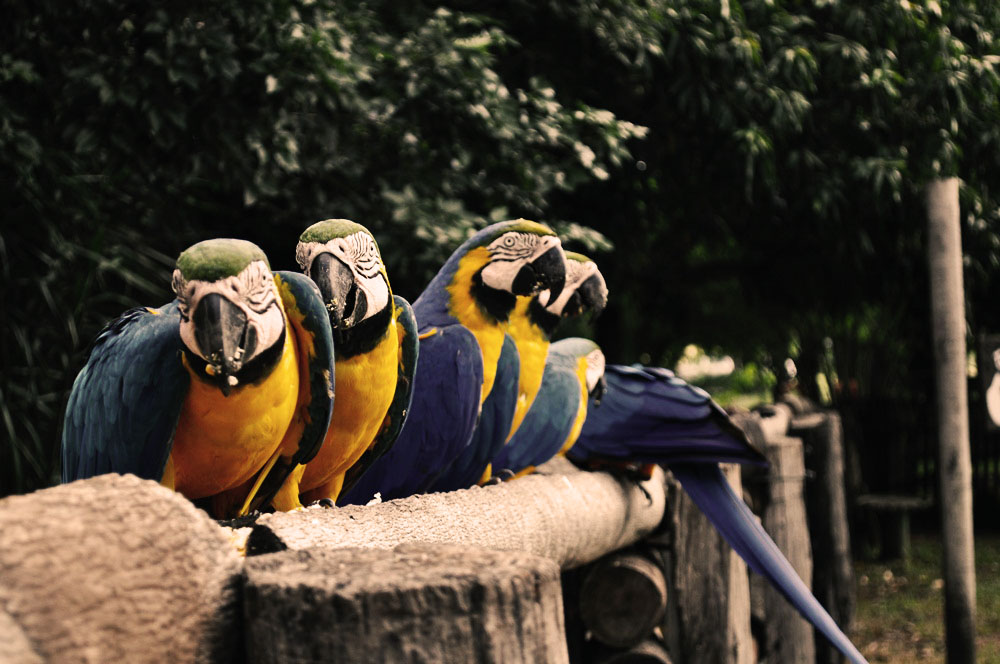 Hyacinth Macaw