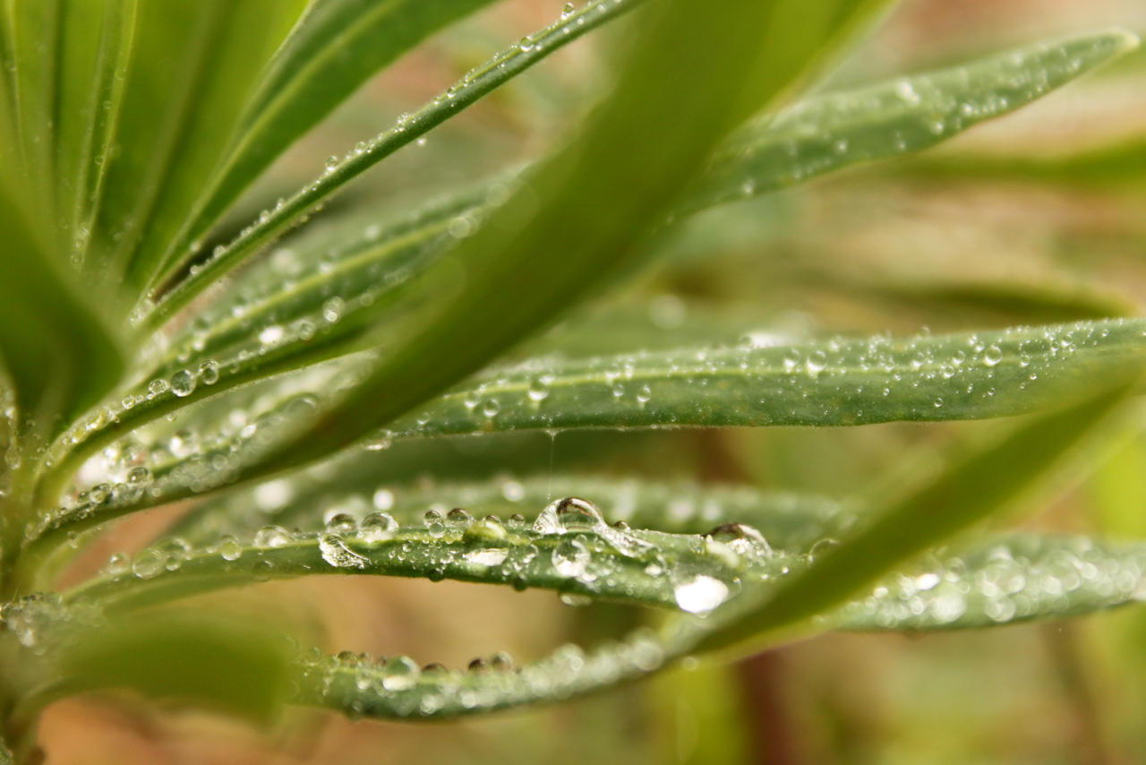 The Tears of Nature