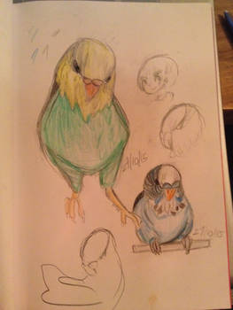 I didn't know I could draw Budgies