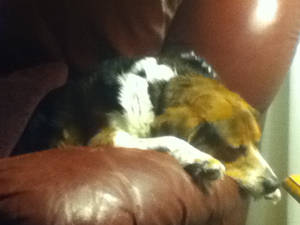 My doggy is sleeping.