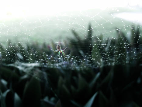 spider's solitude