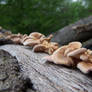 Trail of Fungi