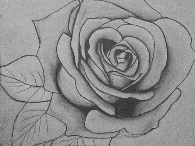 Pencil Rose Drawing by KraylaHi on DeviantArt