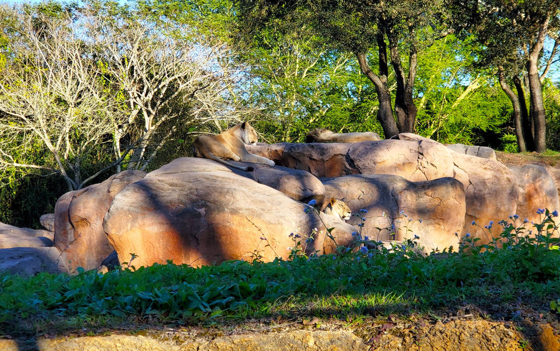 Lion Around by ExpEverestTrekker on DeviantArt