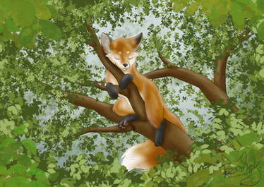 Tree Fox