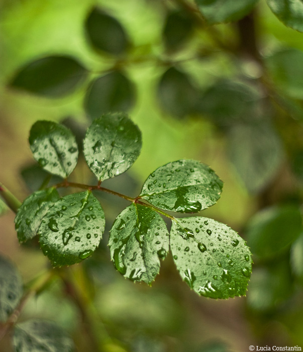 Raindrops