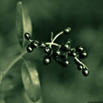 Wild Privet by LuciaConstantin