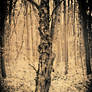 The haunted  tree