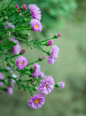 Aster I by LuciaConstantin