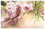 Primavera by Dasefx
