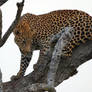 Leopard, Kruger Park, South Africa